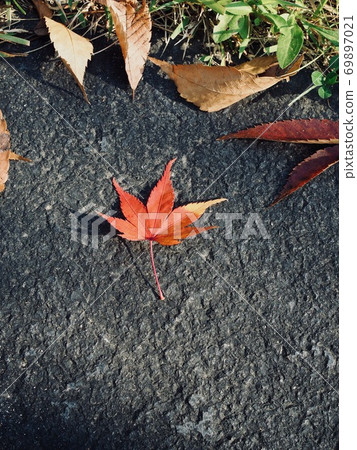 秋季自然楓葉背景 秋季自然楓葉背景 69897021