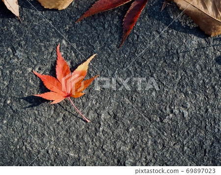 Autumn nature maple leaf background 69897023