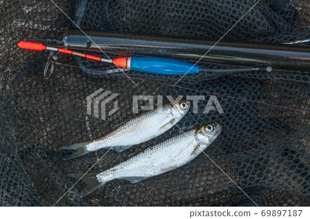 Two ablet fish on fishing net. Fishing rod with float and fishing net as background. Two ablet fish on fishing net. Fishing rod with float and fishing net as background. 69897187