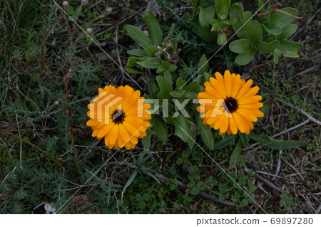Two beautiful orange flowers on a field. Green background. Picture from Malmo, Sweden Two beautiful orange flowers on a field. Green background. Picture from Malmo, Sweden 69897280