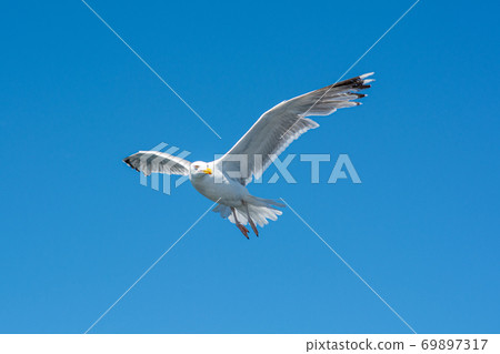 Picture of a flying seagull. Clear blue sky in the background Picture of a flying seagull. Clear blue sky in the background 69897317