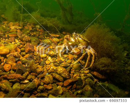 A closeup picture of a crab in a beautiful marine environment. Picture from Oresund, Malmo Sweden A closeup picture of a crab in a beautiful marine environment. Picture from Oresund, Malmo Sweden 69897333
