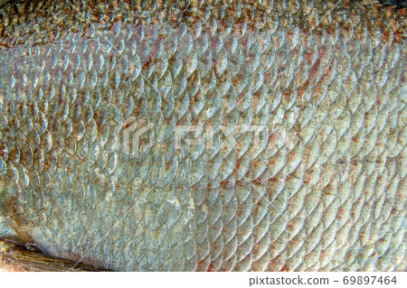 Close up view of common bream fish just taken from the water. Common bream fish scales as natural background. 69897464
