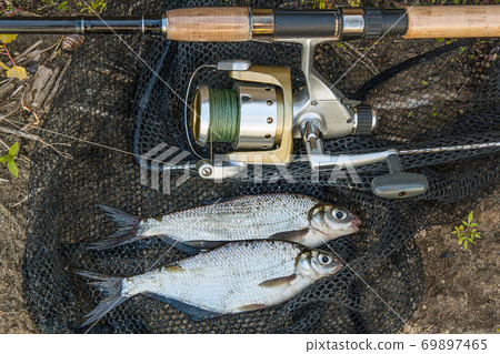 Several common bream fish and silver bream or white bream fish on the natural background. Catching freshwater fish and fishing rods with fishing reel 69897465