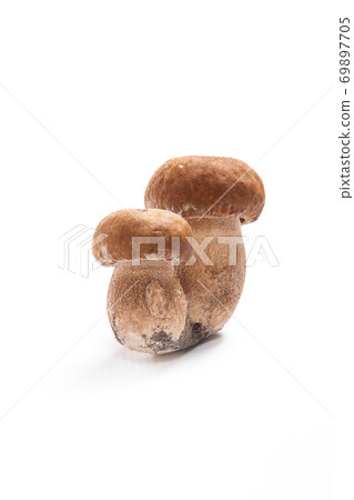 Double porcini mushrooms known as boletus edulis isolated on white background. Double porcini mushrooms known as boletus edulis isolated on white background. 69897705