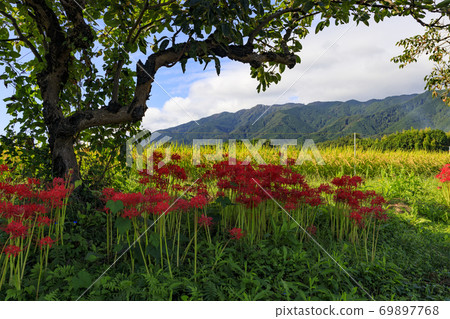 盛開的higanbana和桂木山 照片素材 圖片 圖庫