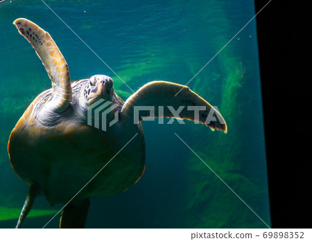 Sea turtles in the deep sea, a rare conservation animal that is abundant in Asia. 69898352