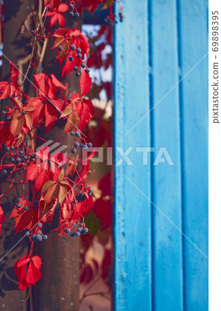 Autumn backround with vibrant red leaves 69898395