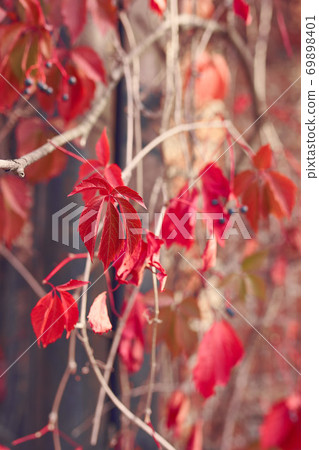 Autumn background with red leaves 69898401