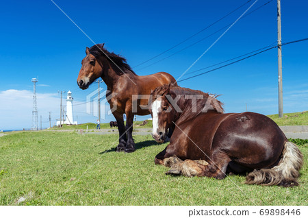 [Shimokita Peninsula, Shirikitazaki, Aomori Prefecture] Cold standing horse in Shiritayazaki 69898446