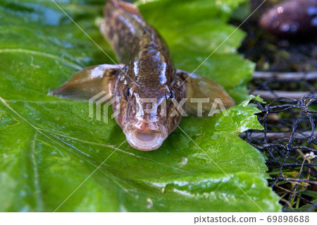 Close up view of freshwater bullhead fish or round goby fish just taken from the water on big green leaf.. Close up view of freshwater bullhead fish or round goby fish just taken from the water on big green leaf.. 69898688