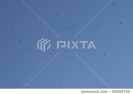 Hawk migration 69898749