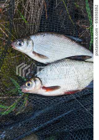 Pile of the white bream or silver fish and white-eye bream with fishing rod with reel on the natural background. . Pile of the white bream or silver fish and white-eye bream with fishing rod with reel on the natural background. . 69898862