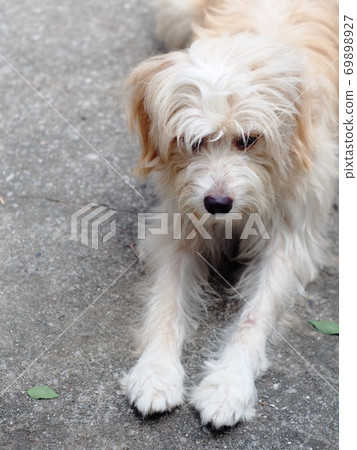 lovely long hairy white fur cute fat dog laying on cold concrete garage floor making sad face with relax mood lovely long hairy white fur cute fat dog laying on cold concrete garage floor making sad face with relax mood 69898927