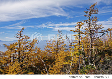 富士山第五車站的唐松黃葉 富士山第五車站的唐松黃葉 69898977