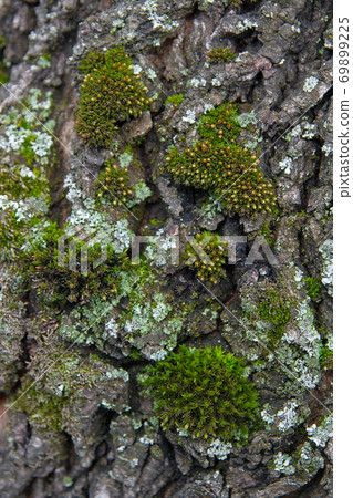 Bark with moss and fungus as background texture 69899225