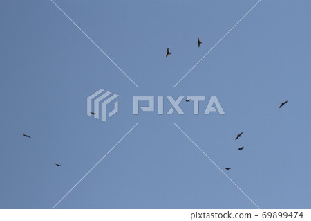 Hawk migration Hawk migration 69899474