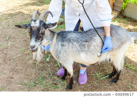 Young veterinarian woman with stethoscope holding and examining goat on ranch background. Young goat with vet hands for check up in natural eco farm. Animal care and ecological farming concept. Young veterinarian woman with stethoscope holding and examining goat on ranch background. Young goat with vet hands for check up in natural eco farm. Animal care and ecological farming concept. 69899617