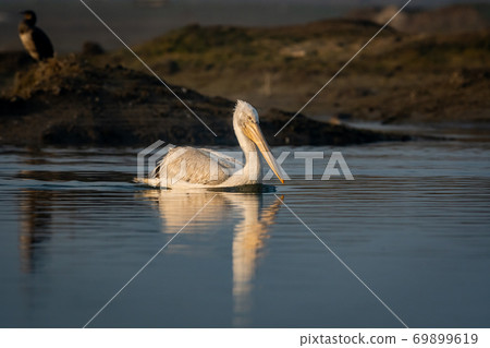 dalmatian pelican or pelecanus crispus closeup with reflection in water during winter migration at wetland of keoladeo ghana national park or bharatpur bird sanctuary rajasthan india 69899619