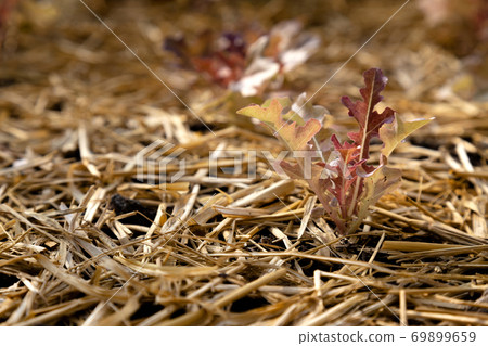 fresh young baby red oak lettuce vegetable growth on the seedbed plant at the organic farm with warm sunlight in the morning. organic agriculture and food safety concept. fresh young baby red oak lettuce vegetable growth on the seedbed plant at the organic farm with warm sunlight in the morning. organic agriculture and food safety concept. 69899659