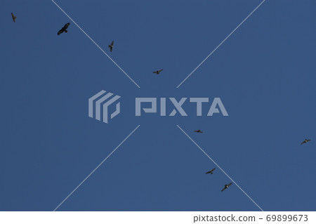 Hawk migration Hawk migration 69899673