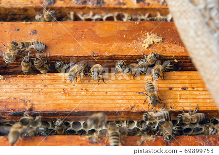 Close up view of the bees swarming on a honeycomb. Close up view of the bees swarming on a honeycomb. 69899753