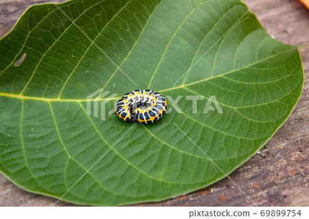 Beautiful black and yellow caterpillar creeps on big green leaf.. Beautiful black and yellow caterpillar creeps on big green leaf.. 69899754
