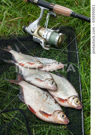 Pile of the white bream or silver fish and white-eye bream on the natural background. . Pile of the white bream or silver fish and white-eye bream on the natural background. . 69899801