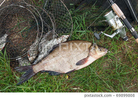 Single freshwater fish common bream and fishing rod with reel on natural background.. Single freshwater fish common bream and fishing rod with reel on natural background.. 69899808