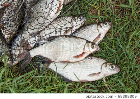 Pile of the white bream or silver fish and white-eye bream with fishing rod with reel on the natural background. . Pile of the white bream or silver fish and white-eye bream with fishing rod with reel on the natural background. . 69899809
