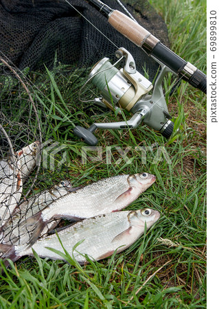 Two freshwater fish white-eye bream and fishing rod with reel on the natural background. . 69899810