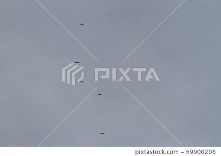 Hawk migration Hawk migration 69900208