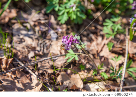Bee collecting polen and nectar on flower purple wild flowers of Corydalis. Spring forest with blooming Corydalis cava flowers.. 69900274
