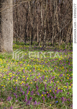 Corydalis solida and Marsh Marigold (Caltha palustris) in sping forest. General view of the flowering plant. 69900277