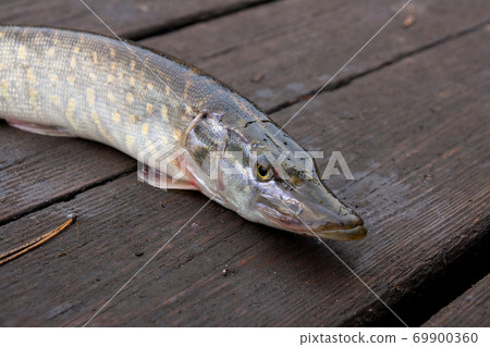 Freshwater pike fish on vintage wooden background. Freshwater pike fish on vintage wooden background. 69900360