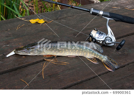 Freshwater pike and fishing equipment lies on wooden background.. Freshwater pike and fishing equipment lies on wooden background.. 69900361