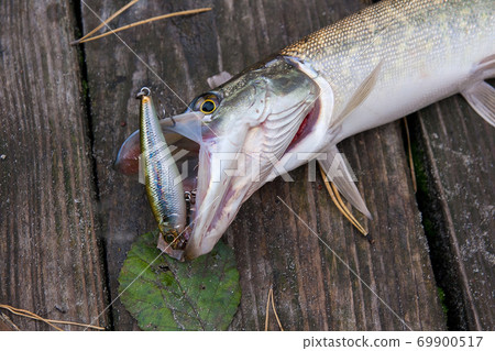 Close up view of big freshwater pike with fishing lure in mouth lies on vintage wooden background.. 69900517