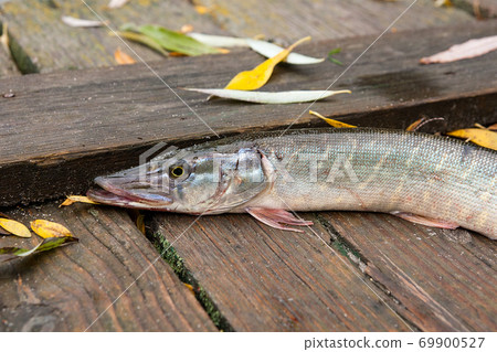 Freshwater pike on wooden background with yellow leaves. Freshwater pike on wooden background with yellow leaves. 69900527