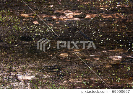 Moss and mold affect a wooden planks. 69900667