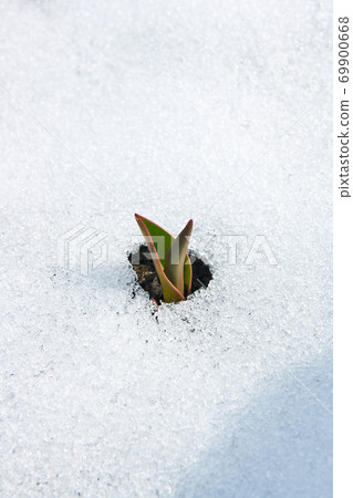 Tulip flower coming out from real snow Tulip flower coming out from real snow 69900668