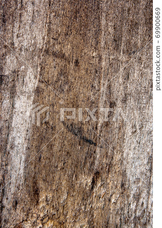Moss and mold affect a wooden planks. 69900669
