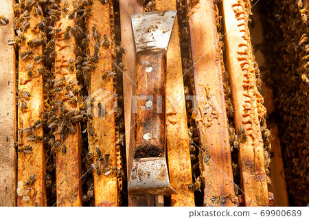 Close up view of the working bees and beekeeper knife Close up view of the working bees and beekeeper knife 69900689