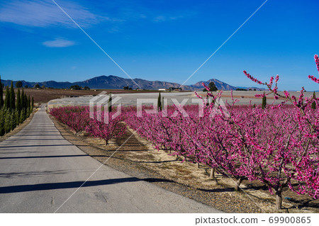 Peach blossom in Cieza, Mirador El Horno in the Murcia region in Spain 69900865
