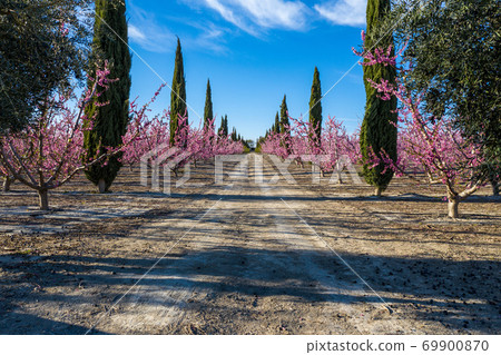 Peach blossom in Cieza, Mirador El Horno in the Murcia region in Spain 69900870