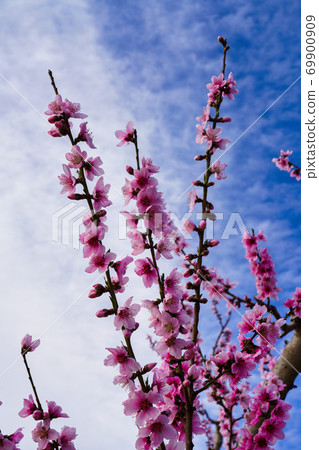 Peach blossom in Ascoy in the Murcia region in Spain 69900909