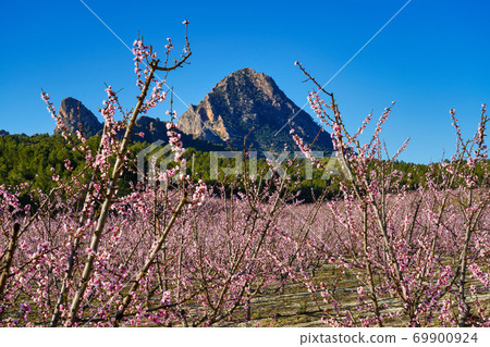 Peach blossom in Cieza La Torre in the Murcia region in Spain Peach blossom in Cieza La Torre in the Murcia region in Spain 69900924