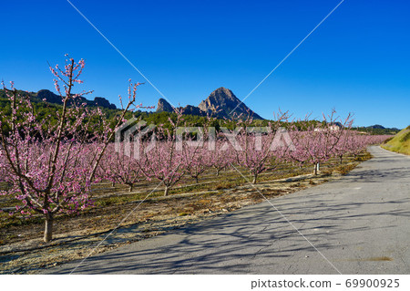 Peach blossom in Cieza La Torre in the Murcia region in Spain 69900925