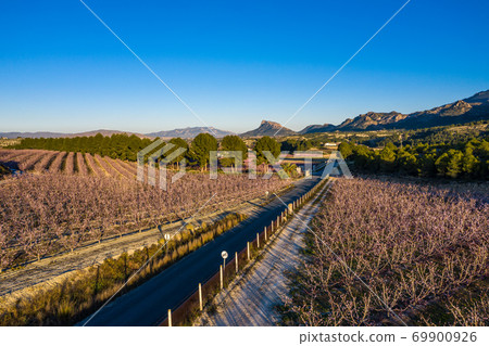 Peach blossom in Cieza La Torre in the Murcia region in Spain 69900926