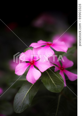 每日草花 每日草花 69901028