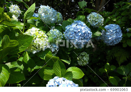 Hydrangea in Izu Shimoda Park 69901063